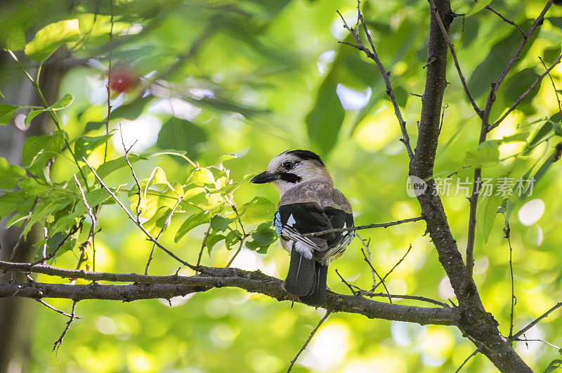 樱桃树上的Jay Bird